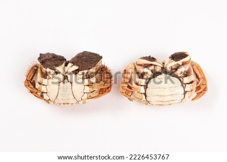 cooked female and male hairy crabs isolated on white background.