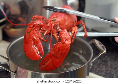 A cooked lobster being lifted from a pot in the kitchen.