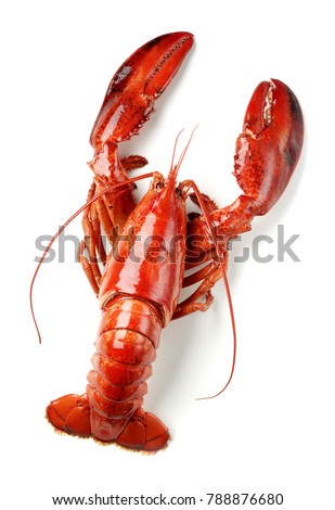 cooked lobster isolated on white