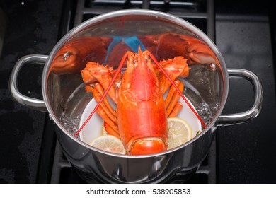 A cooked lobster in the kitchen.