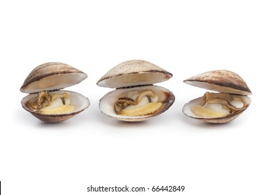 Coque Coquillage Hd Stock Images Shutterstock