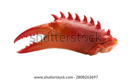 Cooked red crab claw with sharp spikes and pincers