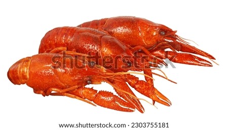 Cooked red crawfish or crayfish isolated