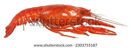 Cooked red crawfish or crayfish isolated