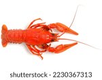 Cooked, red crayfish white background
