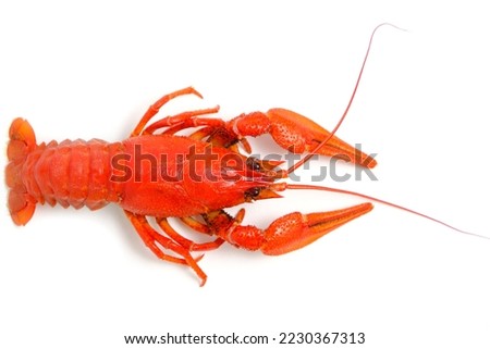 Cooked, red crayfish white background
