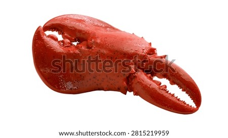 Cooked red lobster claw with sharp pincers and textured shell