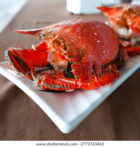 A cooked Spanner Crab (also known as a Red Frog Crab or Kona Crab)