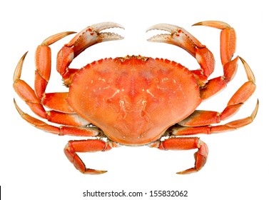 Cooked whole dungeness crab with natural marks on the shell and isolated on white background