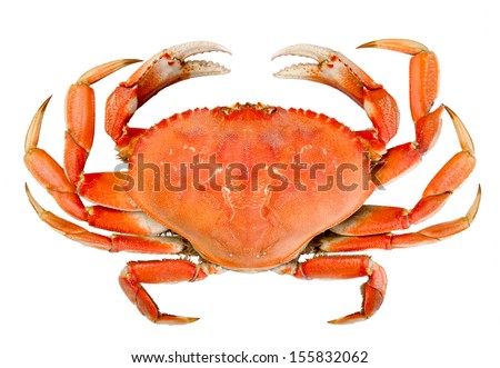 Cooked whole dungeness crab with natural marks on the shell and isolated on white background