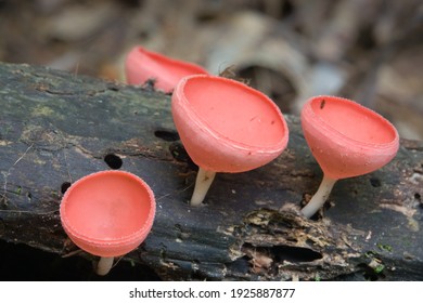 Cookeina Species Of Fungi Growing On Fallen Decaying Log In Rainforest Undergrowth. Photographed In Daintree Rainforest, Far North Queensland, Australia.