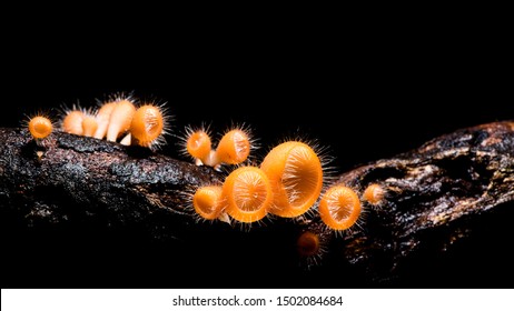 Cookeina Speciosa (phylum Ascomycota),Fungi Cup ,mushroom