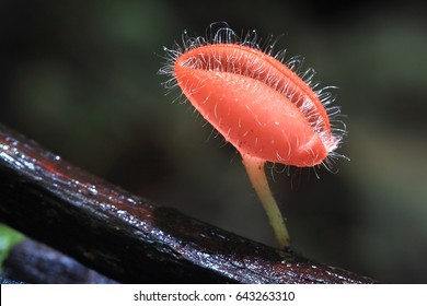 Cookeina Speciosa (phylum Ascomycota),Fungi Cup ,mushroom