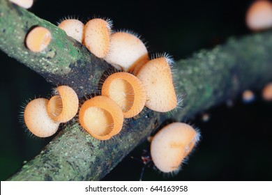 Cookeina Speciosa (phylum Ascomycota),Fungi Cup ,mushroom