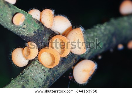 Cookeina speciosa (phylum Ascomycota),Fungi cup ,mushroom
