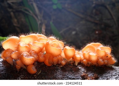 Cookeina Tricholoma (Phylum Ascomycota)