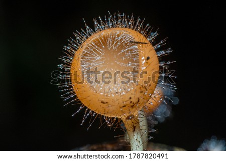 Cookeina tricholoma (Phylum Ascomycota) on a dead wood,Wild tropical mushrooms
