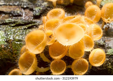 Cookeina Tricholoma (phylum Ascomycota),Fungi Cup ,mushroom