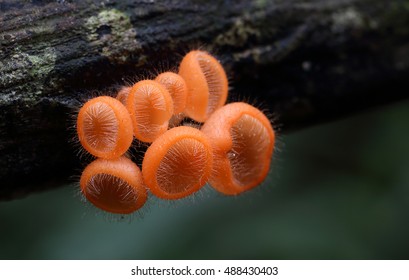 Cookeina Tricholoma (phylum Ascomycota),Fungi Cup ,mushroom