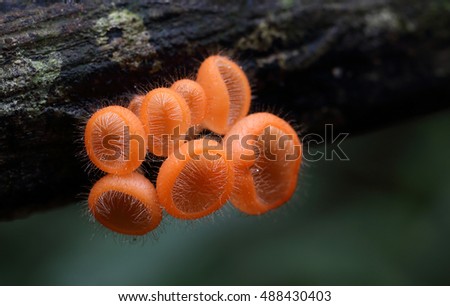Cookeina tricholoma (phylum Ascomycota),Fungi cup ,mushroom