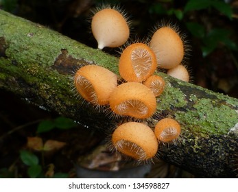 Cookeina Tricholoma, Sarcoscyphaceae Family. Amazon Rainforest, Brazil.