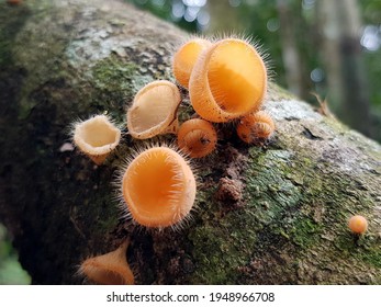 Cookeina Tricholoma, Sarcoscyphaceae Family. Amazon Rainforest, Brazil.