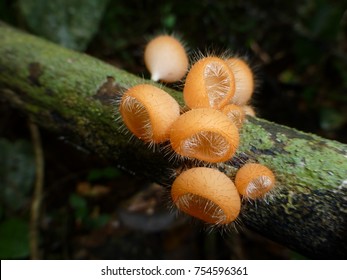 Cookeina Tricholoma, Sarcoscyphaceae Family. Amazon Rainforest, Brazil.