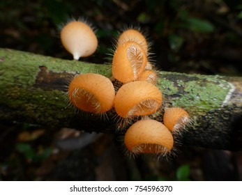 Cookeina Tricholoma, Sarcoscyphaceae Family. Amazon Rainforest, Brazil.