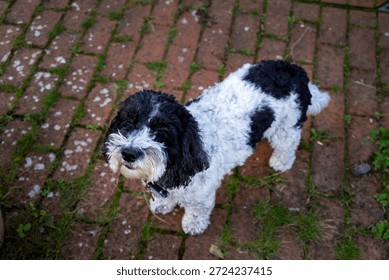 Cookie the cockapoo on a brick patio