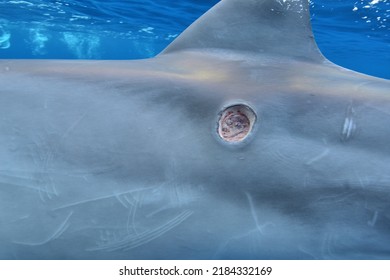 Cookie cutter shark bites on dolphin skin.