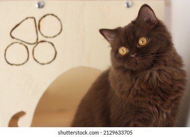 Cookie Monster From Aura World Cattery