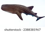 Cookiecutter Shark: Small shark known for its circular bites on larger animals.