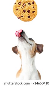 Cookies And A Dog. Pet Is Licking And Looking Up.  Smiling Happy Anticipation Of A Treat. White Background. 