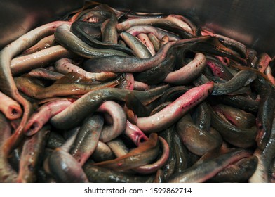 Cooking River Lamprey At Home In The Sink