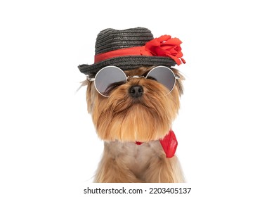 Cool Baby Yorkie Dog Wearing Black Hat With Flowers, Sunglasses And Red Bandana On White Background In Studio