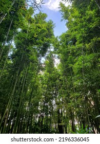 A Cool Bamboo Forest With Beautiful Sky