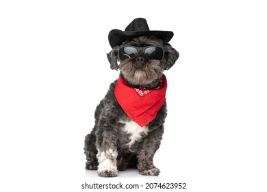 cool black dog wearing sunglasses, a cowboy hat and a bandana in a fashion pose