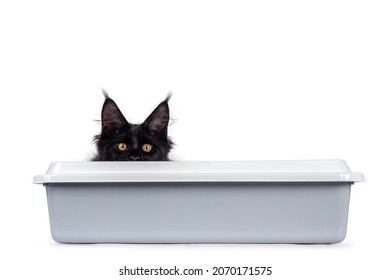 Cool black Maine Coon cat, laying down in plastic litter box. Looking over edge towards camera with golden eyes. Isolated on a white background. - Shutterstock ID 2070171575