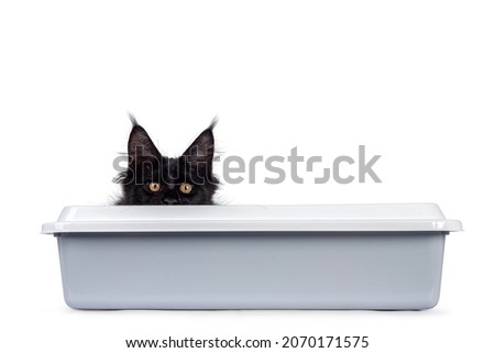 Cool black Maine Coon cat, laying down in plastic litter box. Looking over edge towards camera with golden eyes. Isolated on a white background.