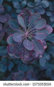 Cool Blue Color Palette Tones In Fall Season Nature Plant, Round Leaves With Red Edges. Midnight Blue Tint.