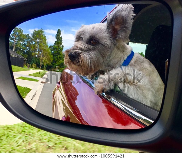 Cool capture of dog through car window and\
reflected in car wing\
mirror