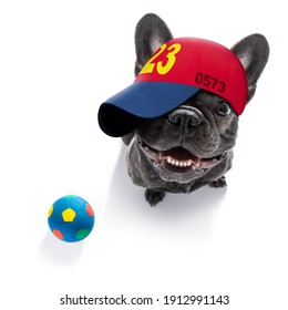 cooler, flüchtiger aussehender französischer Bulldoghund mit Baseballkappe oder Hut, Spielzeug