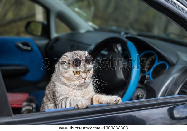 A cool cat with dark glasses looks out of the\
car window. Funny cat in the\
car.