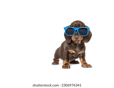 Cool Dachshund puppy dog with sunglasses isolated on white background copy space