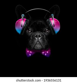 cool dj french bulldog  dog listening or singing to music  with headphones and mp3 player isolated on black dramatic dark background