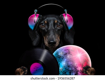 cooler Dj-Wurstwurst-Ddachshund-Hund, der Musik mit Kopfhörern und MP3-Player einzeln auf schwarz-dramatischem dunklem Hintergrund hört oder singt
