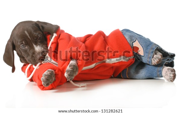 Cool Dog German Shorthair Pointer Puppy Stock Photo Edit Now