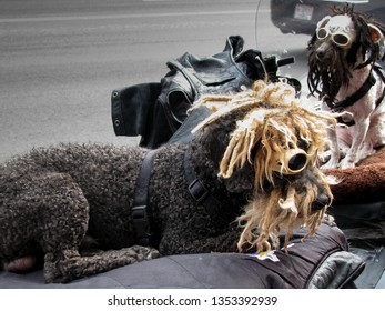 Cool Dogs In Doggles On Bike