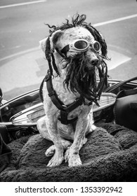 Cool Dogs In Doggles On Bike