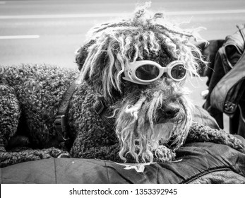 Cool Dogs In Doggles On Bike